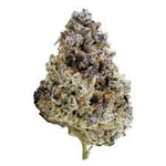 Saltspring Magic - Jelly Donuts - 7g