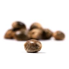 34 Street Seed Co - Granddaddy Purps Seeds - 5Ea